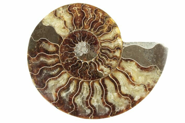 Cut & Polished Ammonite Fossil (Half) - Madagascar #191560